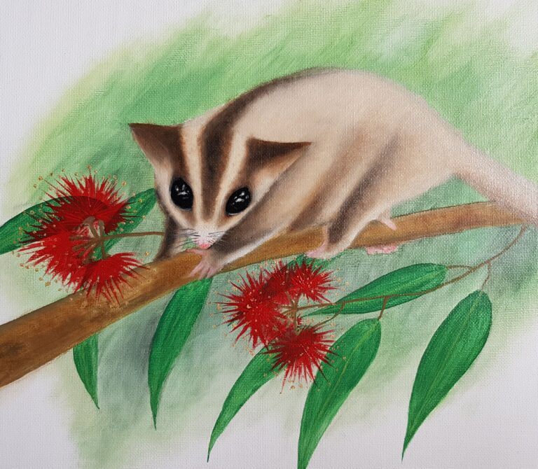 Sugar glider on a branch with eucalyptus leaves around